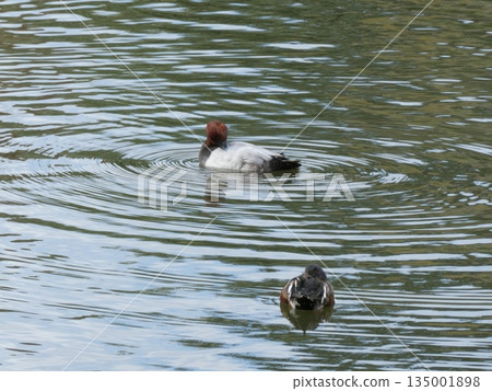 Common Pochard (Mitsuike Park) Common Pochard (Mitsuike Park) 135001898