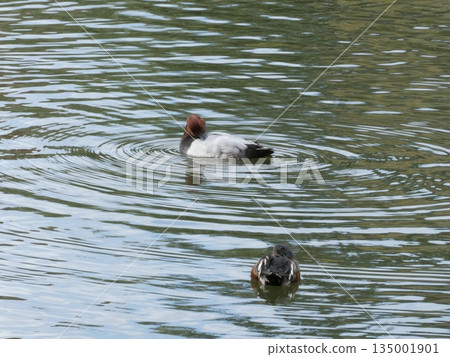 Common Pochard (Mitsuike Park) Common Pochard (Mitsuike Park) 135001901
