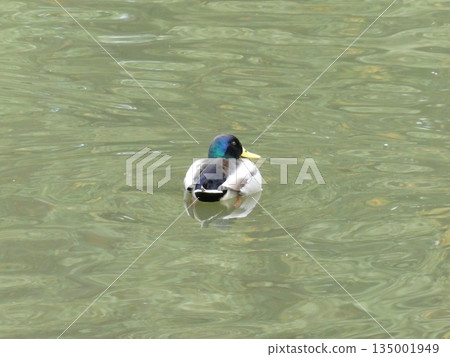 鳧 鳧 135001949