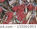 Sundew colony 135001953
