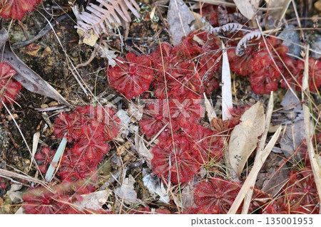 茅膏菜群落 135001953