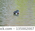 Northern Shoveler (Mitsuike Park) 135002007