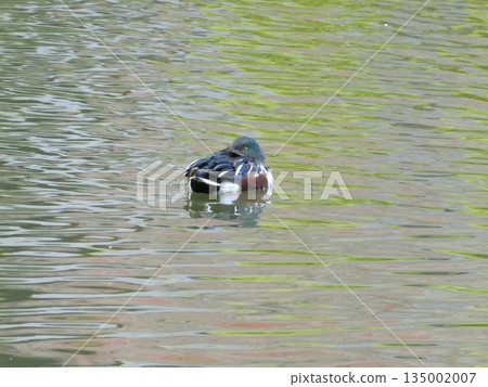 Northern Shoveler (Mitsuike Park) 135002007