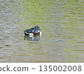 Northern Shoveler (Mitsuike Park) 135002008