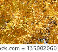 Golden ginkgo leaves 135002060