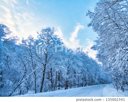 冬天的景色 冬天的景色 135002341