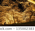Cherry blossoms at night (Fukui) 135002383