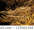 Cherry blossoms at night (Fukui) 135002384
