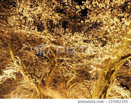 Cherry blossoms at night (Fukui) Cherry blossoms at night (Fukui) 135002385