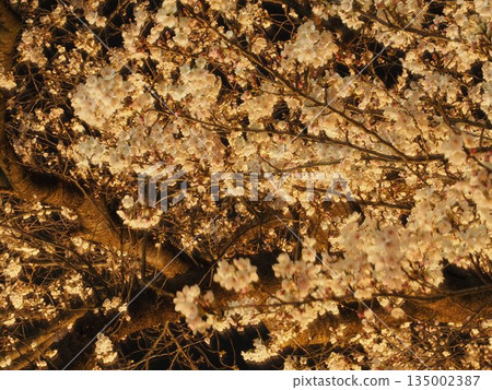 Cherry blossoms at night (Fukui) Cherry blossoms at night (Fukui) 135002387
