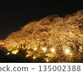 Cherry blossoms at night (Fukui) 135002388