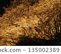 Cherry blossoms at night (Fukui) 135002389