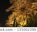 Cherry blossoms at night (Fukui) 135002390