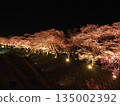 Cherry blossoms at night (Fukui) 135002392
