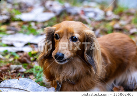 小型Daxfund在秋天公園散步 135002403