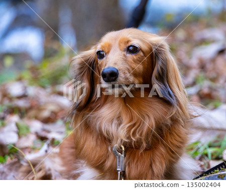 小型Daxfund在秋天公園散步 135002404