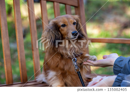 小型Daxfund在秋天公園散步 135002405