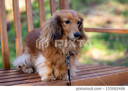 小型Daxfund在秋天公園散步 135002406