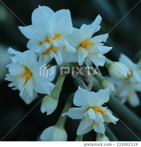 Jogashima公園的水仙 135002519