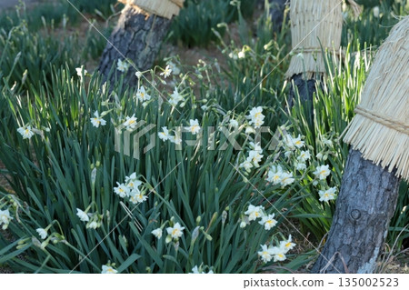 Jogashima公園的水仙 135002523