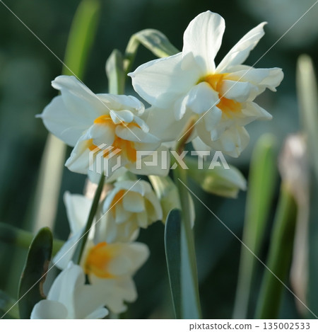 Jogashima公園的水仙 135002533
