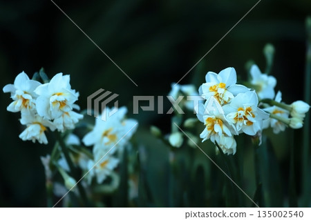 Jogashima公園的水仙 135002540