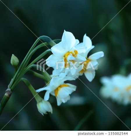 Jogashima公園的水仙 135002544