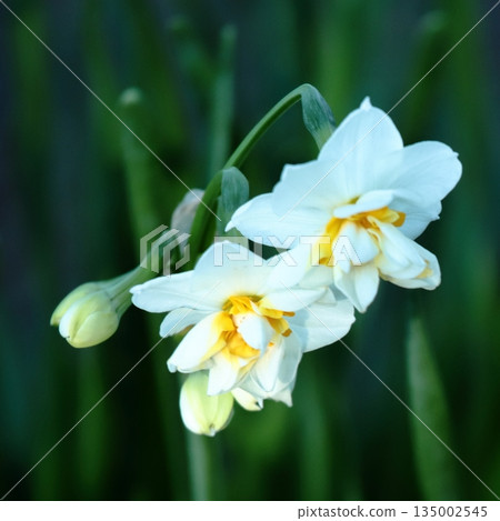 Jogashima公園的水仙 Jogashima公園的水仙 135002545