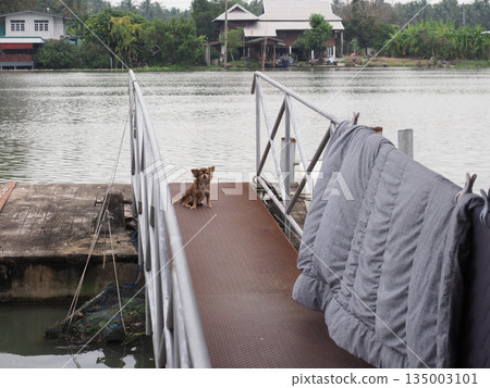 Small dog river pier blanket rural overcast calm lonely scene with tiny dog on metal pier near river in quiet rural village Small dog river pier blanket rural overcast calm lonely scene with tiny dog on metal pier near river in quiet rural village 135003101
