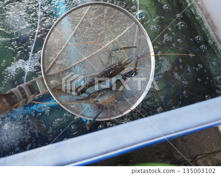 Fresh prawn seafood catch in net scoop over aerated water tank in market, lively catch detail view Fresh prawn seafood catch in net scoop over aerated water tank in market, lively catch detail view 135003102