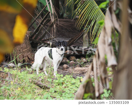 Tropical dog black white dog spotted dog mixed breed dog coconut tree jungle background tropical forest dog stands alert near 135003109