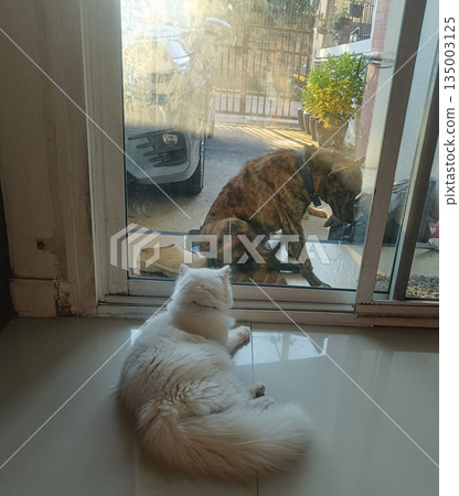 White cat brown dog glass door home interior sunny day pet interaction curiosity calm mood 135003125