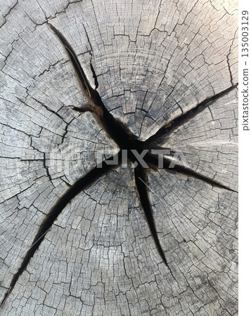 Tree stump crack texture, wood grain pattern, dry timber background, organic surface detail, nature abstract closeup Tree stump crack texture, wood grain pattern, dry timber background, organic surface detail, nature abstract closeup 135003129