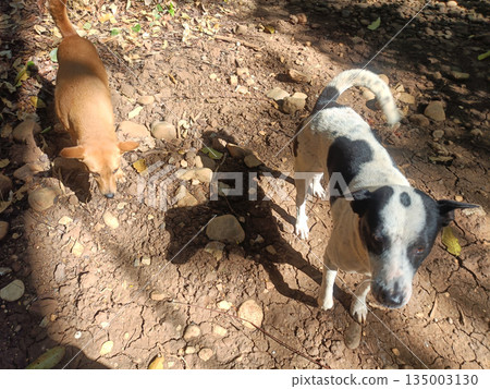 Dog pet canine outdoors ground sunshine shadow leaf two dog explore rocky ground warm sunshine creating playful shadow pattern Dog pet canine outdoors ground sunshine shadow leaf two dog explore rocky ground warm sunshine creating playful shadow pattern 135003130