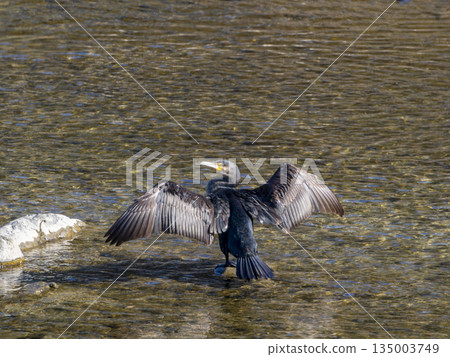 Cormorant to dry feathers Cormorant to dry feathers 135003749