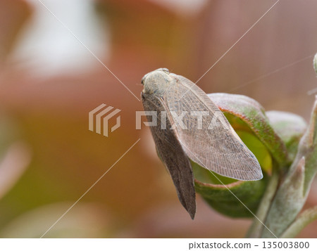 一隻飛蠅停在樹枝上。 135003800