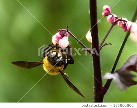A bear sucking a flower nectar A bear sucking a flower nectar 135003803