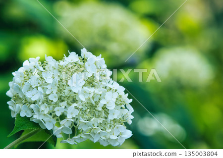 White hydrangea White hydrangea 135003804