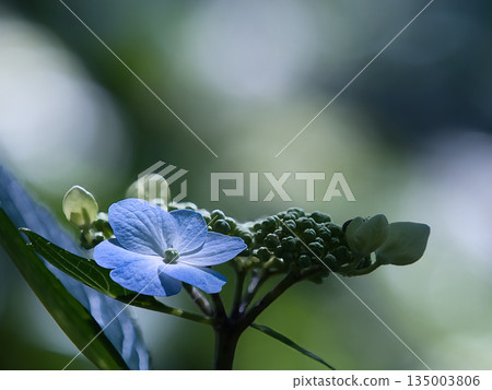 藍色繡球花 藍色繡球花 135003806