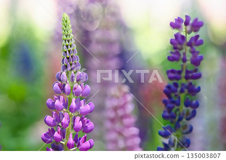 羽扇豆開始開花 羽扇豆開始開花 135003807
