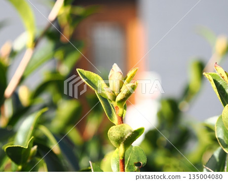 陽光下的山茶花苞。 135004080