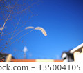 Green foxtail and blue sky. 135004105