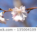 Close-up of October cherry blossoms. 135004109