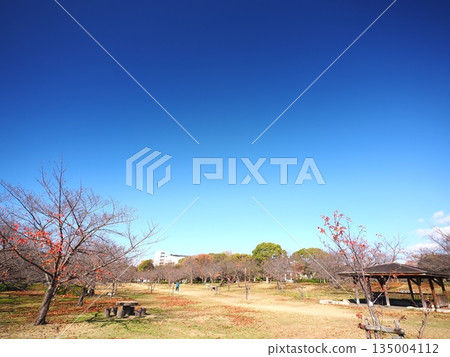 Park square, sunny day. 135004112