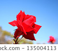 Bright red roses in the blue sky. 135004113