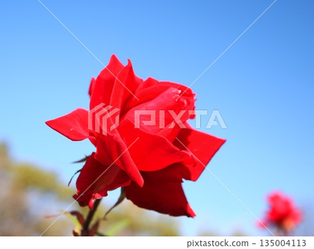 Bright red roses in the blue sky. 135004113