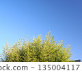 Bamboo and blue sky. 135004117