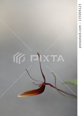Restrepia trichoglossa 135004123