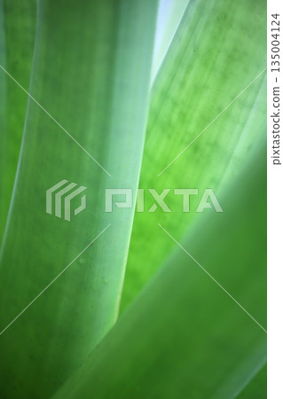 帝王菠蘿葉 135004124