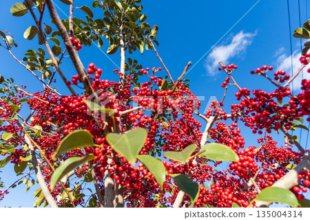 Kuroganomechi用明亮的紅色果子 135004314